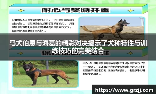 马犬伯恩与海葛的精彩对决揭示了犬种特性与训练技巧的完美结合